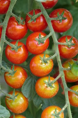 Plant with naturally and organically growing and ripening mini tomatoes in early summer