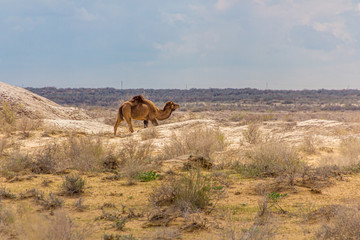 Camel in Kyzylkum desert, Uzbekistan