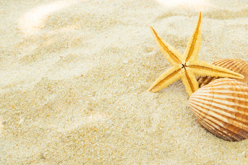 Fototapeta na wymiar beach sand with seashells, summer and beach