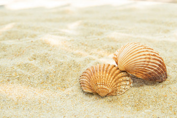 Fototapeta na wymiar more shells in the sand on the beach, landscape