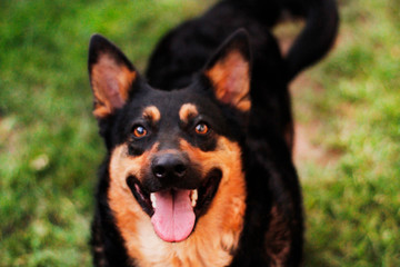 Cachorro pose feliz pastor preto e amarelo gordo 