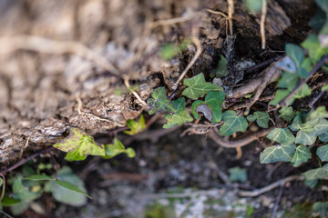 photograph with very little depth of field of the some leaves and branches in a park 