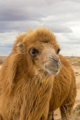 Fototapeta premium Camel in Kyzylkum desert, Uzbekistan