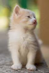 Naklejka na ściany i meble Beige white fluffy kitten sitting outdoors on the stone floor.