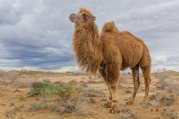 Camel in Kyzylkum desert, Uzbekistan