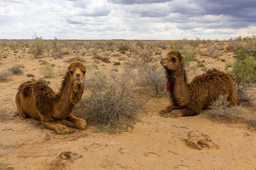 Camels in Kyzylkum desert, Uzbekistan
