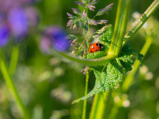 Coccinelle en balade