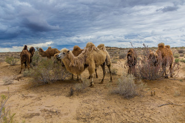 Camels in Kyzylkum desert, Uzbekistan