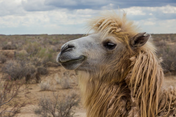 Obraz premium Camel at Kyzylkum Desert in Uzbekistan