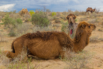 Camels at Kyzylkum Desert in Uzbekistan