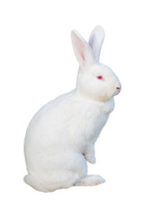 A rabbit isolated against white background
