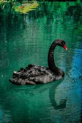 Naklejka premium Black swan sweaming at the beautiful lake