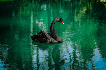 Black swan sweaming at the beautiful lake