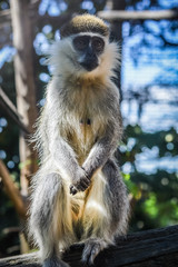 Portrait of an African Vervet Monkey - Chlorocebus aethiops - The grivet (Chlorocebus aethiops), also known as African green monkey and savanah monkey