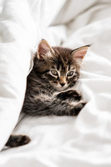Fototapeta na wymiar Cute little kitten looks out from under the blanket indoors