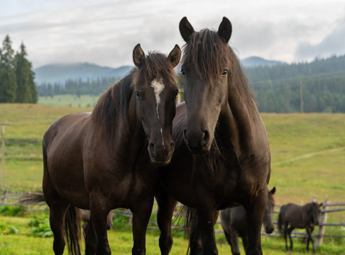 Portrait of two curious horses