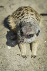 Fototapeta premium Cute Meerkat laying down on the sand - Suricata suricatta