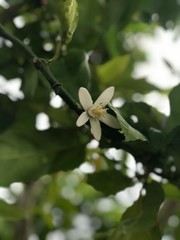 apple tree blossom