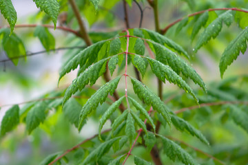 Drops of water on the green leaves of the branches of a tree during a rainy day