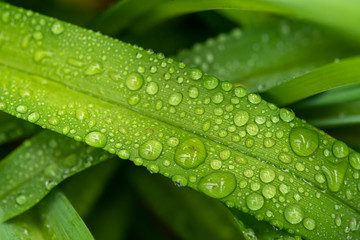 Water drops in green leaf