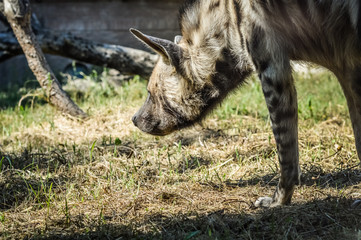 Naklejka na ściany i meble Sniffing Striped hyena close up - Hyaena hyaena