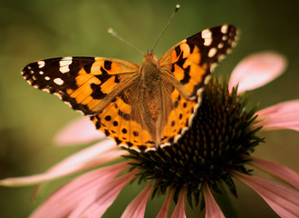 Multicolored butterfly nymphalid Admiral spread its wings on a pink flower of echinacea.