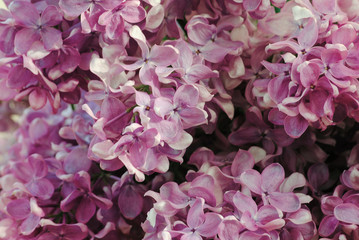 Flowers and Petals Lilac