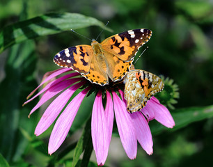 Fototapeta na wymiar Two colorful butterfly nymphalid Admiral resting on a pink echinacea flower.