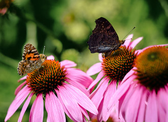 Two colorful butterfly nymphalid Admiral resting on a pink echinacea flower.