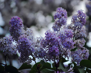 Blossoming lilac bushes in spring