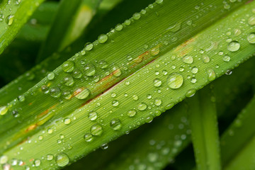 Water drops in green leaf