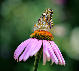 Multicolored butterfly nymphalid Admiral tastes the purple flower of echinacea.