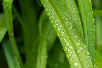 Water drops in green leaf