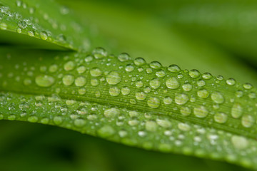 Water drops in green leaf