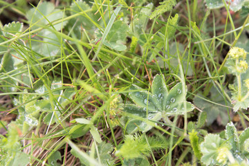 Leaves of grass and forest plants with drops of morning dew. The view from the top. Background, texture.