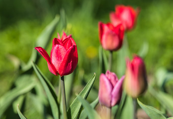 Red tulips in the garden