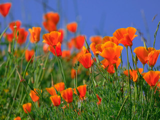 Fleurs orange & ciel bleu