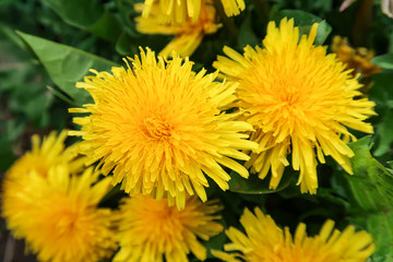 yellow dandelion flower