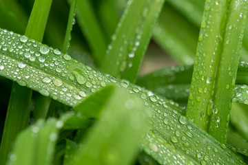 Water drops in green leaf