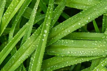 Water drops in green leaf
