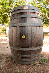 oak barrel in an orange garden with an Apple inserted in the hole against the background of orange trees
