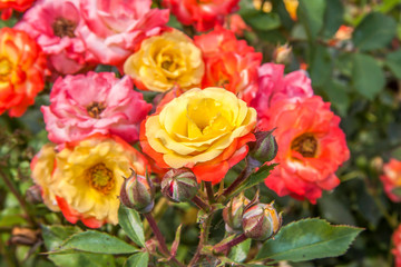Bright roses in the garden. A bed of flowers. Yellow rose.