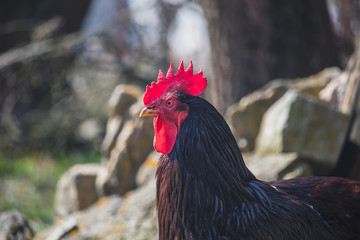 black rooster - the head of a rooster with a red comb