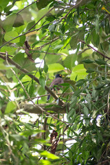 Common mynah on a branch