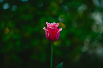 pink tulips in the garden at sunset