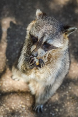 Cute Raccoon portrait close up - Procyon lotor