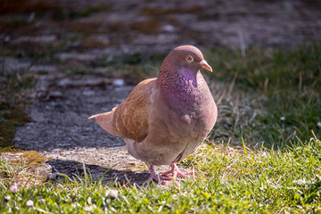 young pigeon stands on the grass