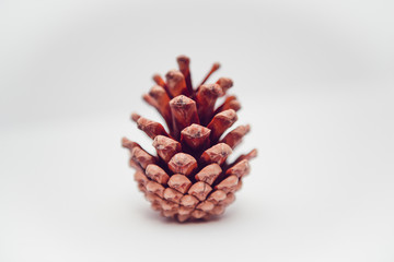 Pine cones isolated on white background