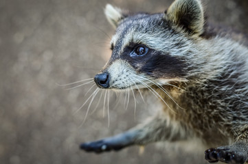 Cute Raccoon portrait close up - Procyon lotor