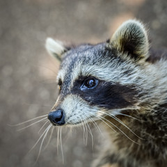 Cute Raccoon portrait close up - Procyon lotor